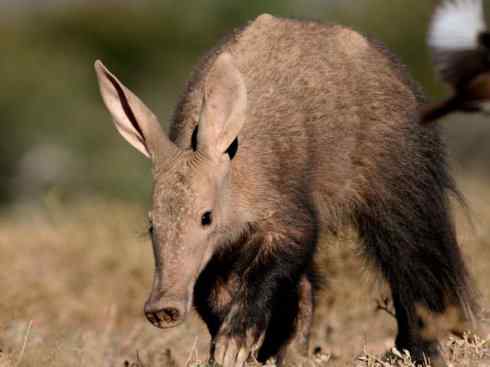 盘点十二大著名食蚁动物：土豚