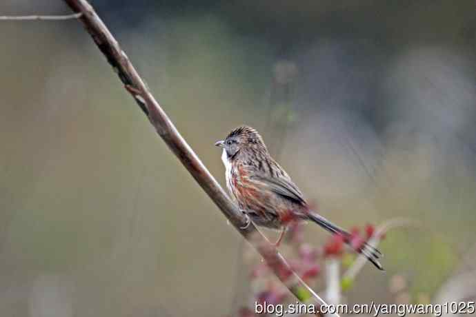 北京天坛公园的鸟类——山鹛(2)