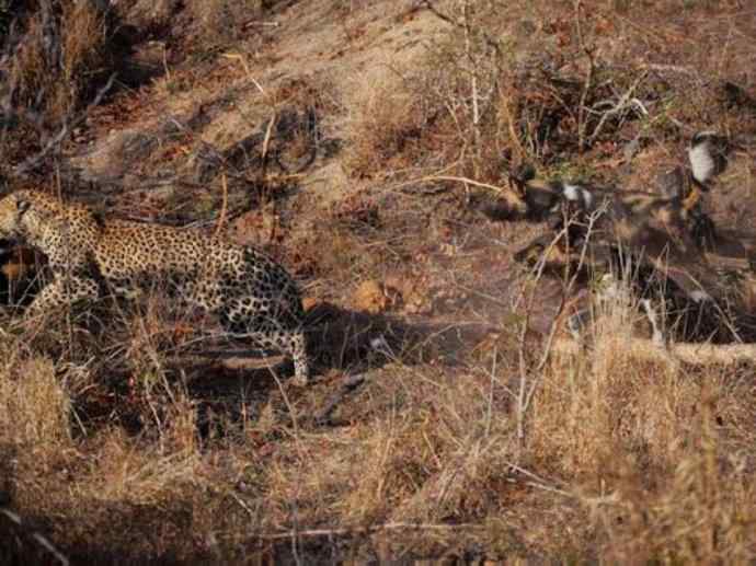 犬科：薮犬亚科非洲野犬属之非洲野犬
