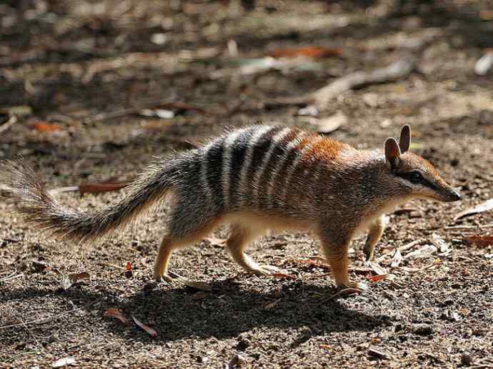 盘点十二大著名食蚁动物:袋食蚁兽 盘点十二大著名食蚁动物:袋食蚁兽