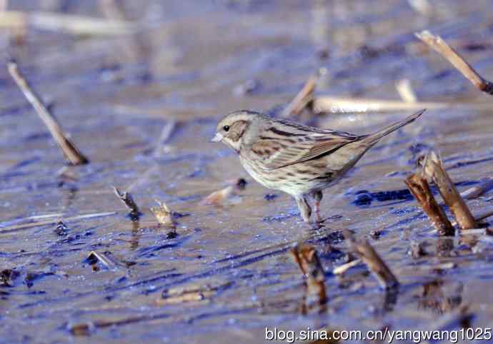 雌性灰头鹀（4）