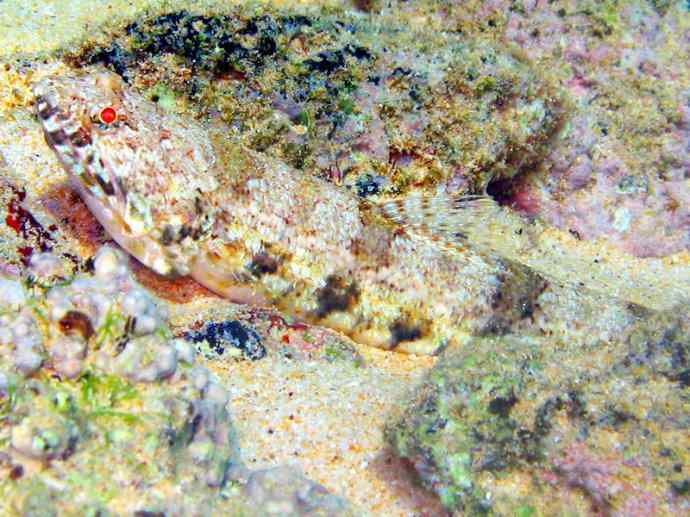 鱼类活化石：帆蜥鱼