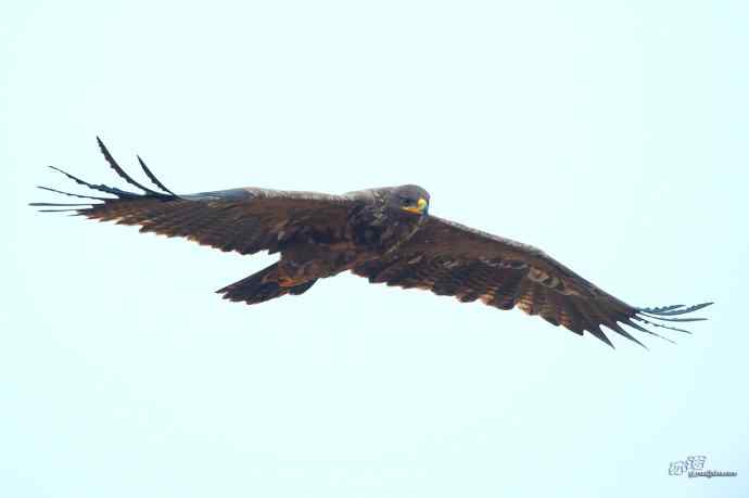 一组草原雕迎面起飞和飞行图（拍摄距离60米）