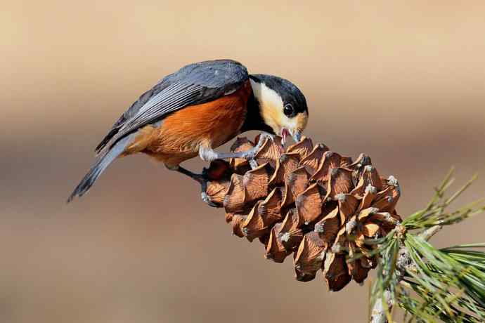 【新鸟】稻香湖的杂色山雀