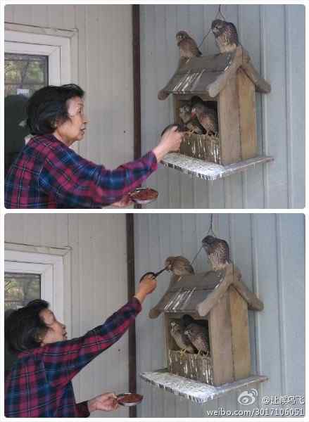 沈阳猛禽救助中心年龄最大的志愿者