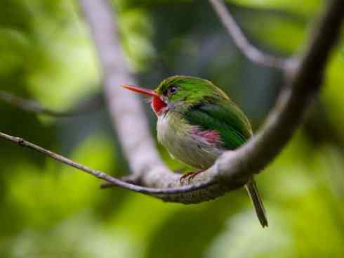 绝色攀禽：佛法僧目之短尾鴗