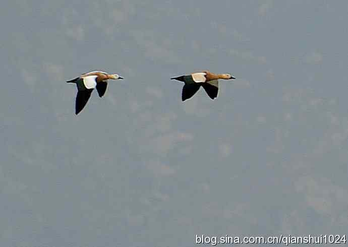 空中盘旋.赤麻鸭白天鹅(官厅水库)
