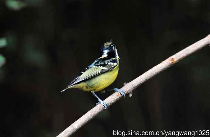 黄腹山雀(14) 黄腹山雀(14)