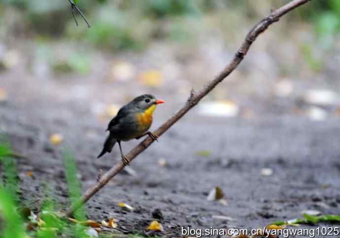 又遇相思鸟（1）