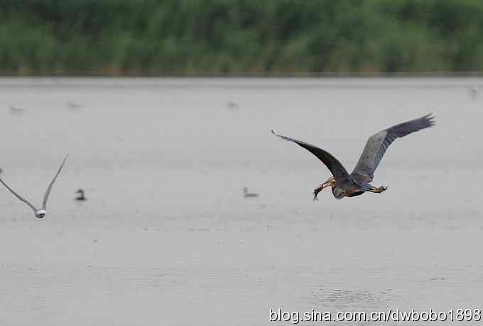 乌梁素海之草鹭鈥斺斈诿晒勰裥校ǘ）