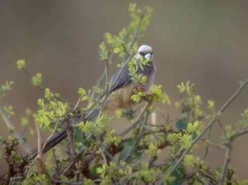 白头鸟系列：另类的美丽6