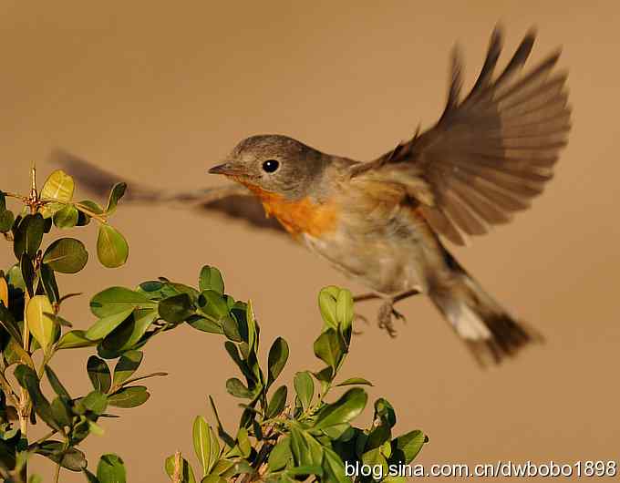 红胸姬鹟温暖的冬日