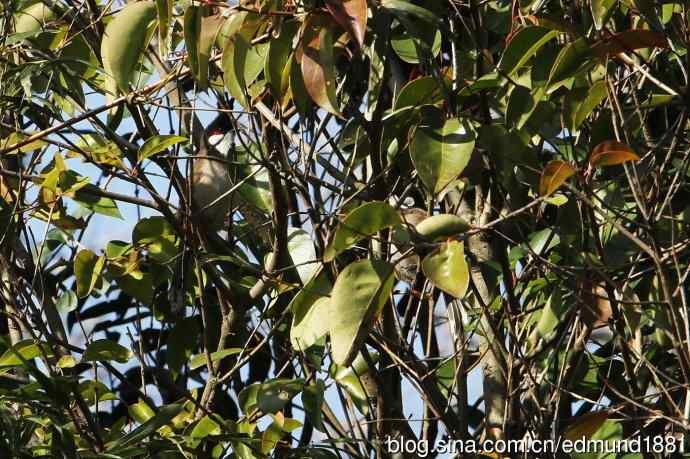 2012除夕滨江森林公园二寻太平鸟