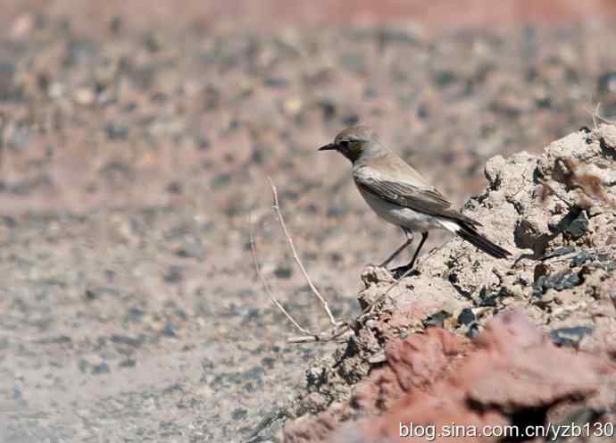 荒漠精灵鈥斺斈S（组图，7张图片）