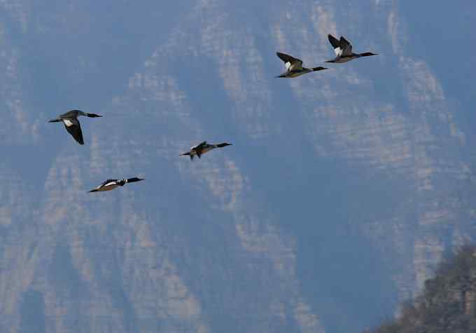 普沙鸭的幸福生活