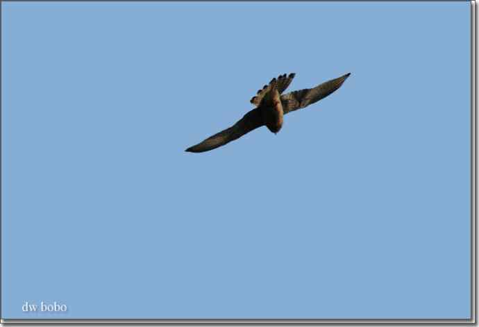 野鸭湖猛禽-红隼、短耳鸮、毛脚鵟