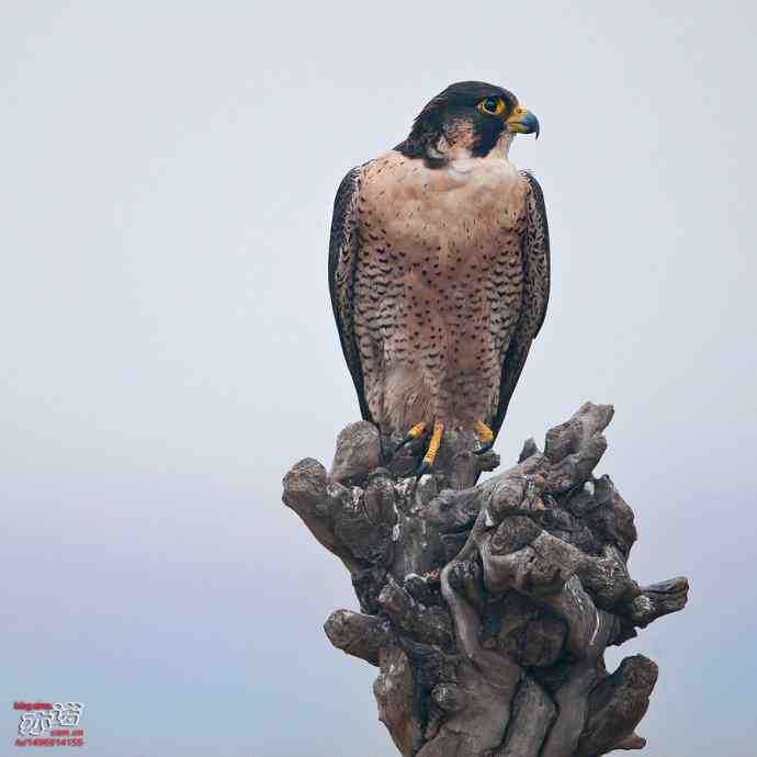 官厅水库&nbsp;wbr路&nbsp;wbr世界上飞行甚快的鸟：游隼