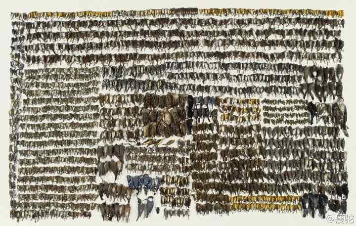 透明玻璃是鸟类杀手