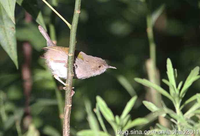 又撮一堆儿 wbr肯尼亚的鸟儿