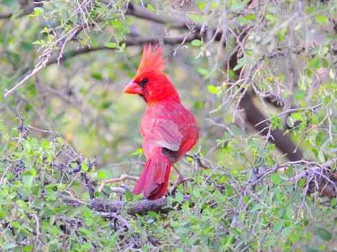 极品红色鸟类：红衣主教鸟