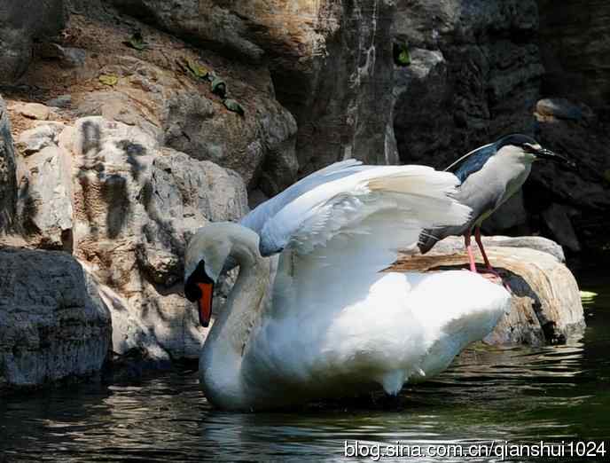 水禽湖夏日风采