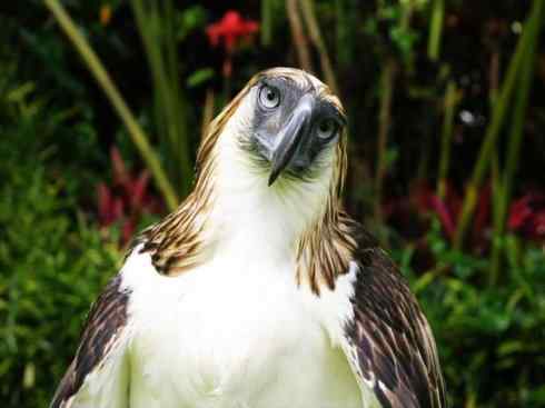 白头鸟系列：另类的美丽12