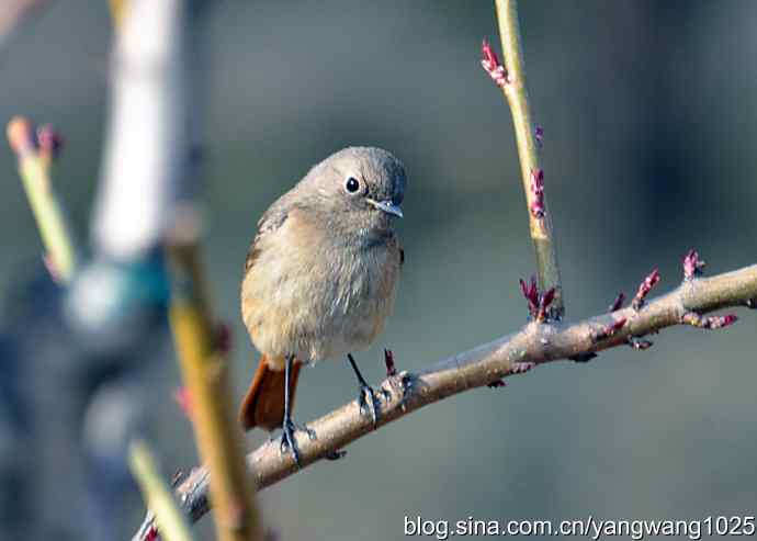 第一场春雨之后 wbr1