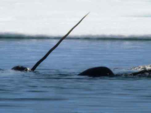 独角兽:传说的兽原型探秘(独角鲸) 独角兽:传说的兽原型探秘(独角鲸)