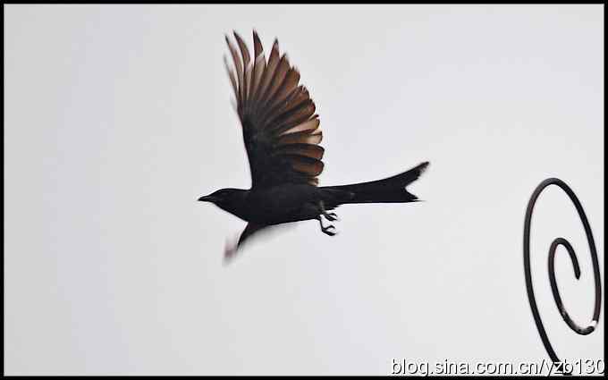 金海湖的鸟（1）鈥斺敽诰砦玻ㄗ橥迹