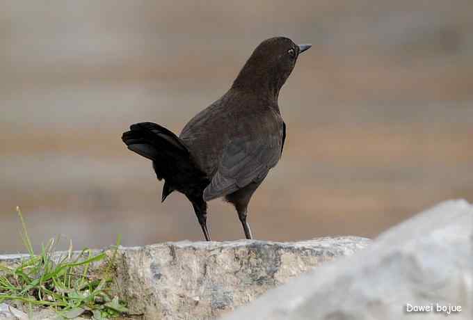 翩然红翅和十渡的那些鸟