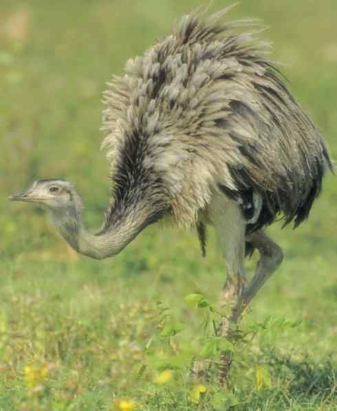 家禽驯化之源之十二