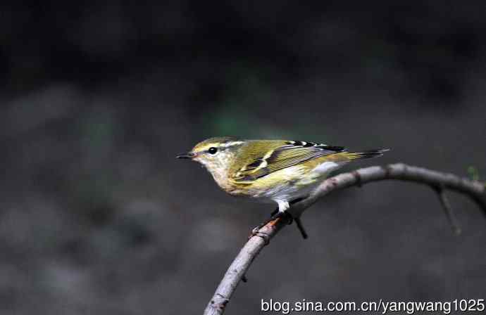 黄眉柳莺(21) 黄眉柳莺(21)