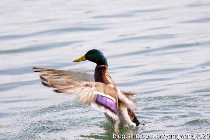 绿头鸭(2) 绿头鸭(2)