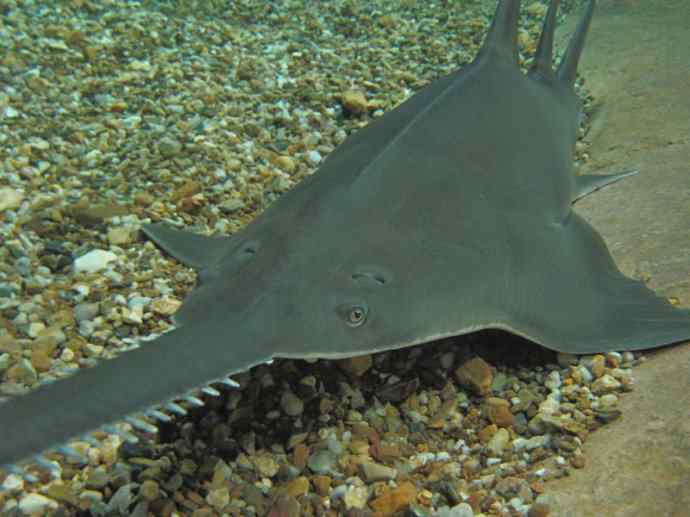 鱼类活化石：锯鳐