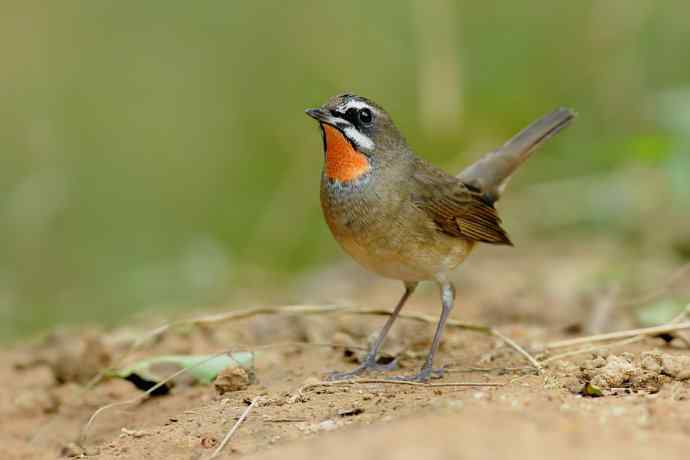 秋季迁徙鸟：红喉歌鸲*