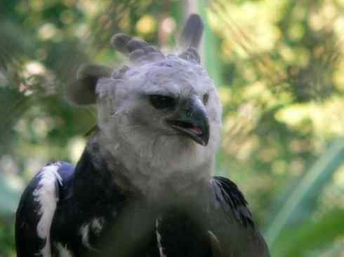 十大喜食蜂蜜动物：凤头蜂鹰