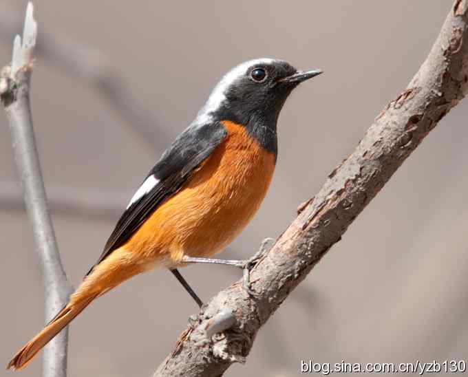 春节过后首次擦枪(组图)