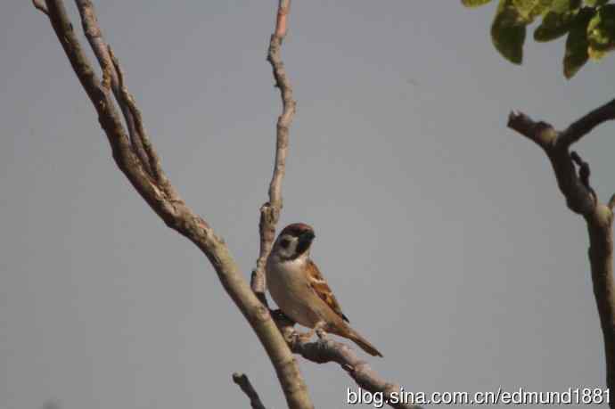 崇明东滩湿地公园十一月鸟况-望远镜打鸟
