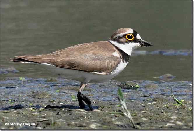  点击图片或使用键盘← →翻页