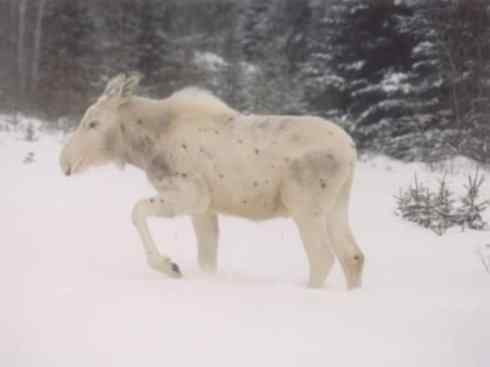 麒麟：传说的兽原型探秘（驼鹿）