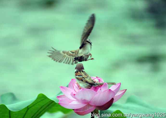 雀与荷 wbr4 雀与荷 wbr4