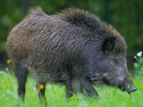 动物世界:山寨还是原创之四(薮犬、野猪)