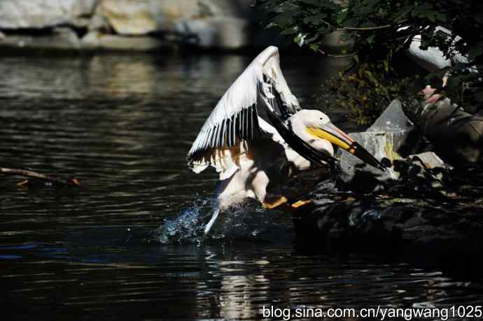 鹈鹕(大白)近况 鹈鹕(大白)近况
