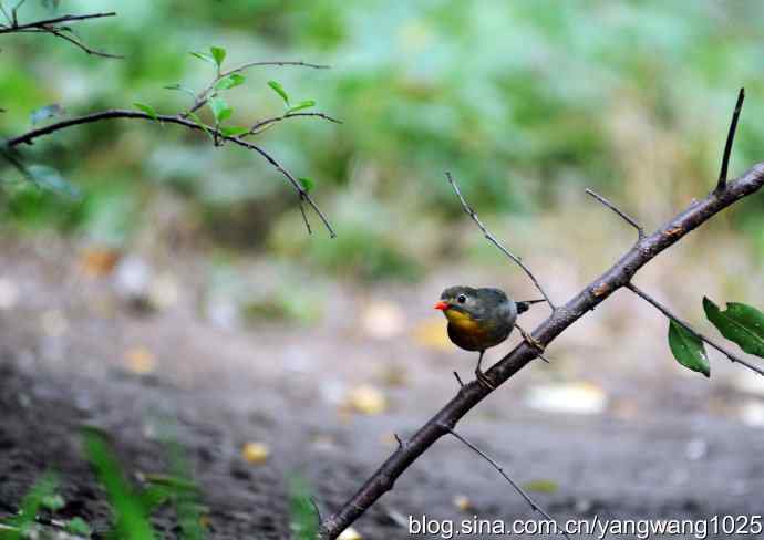 又遇相思鸟（1）