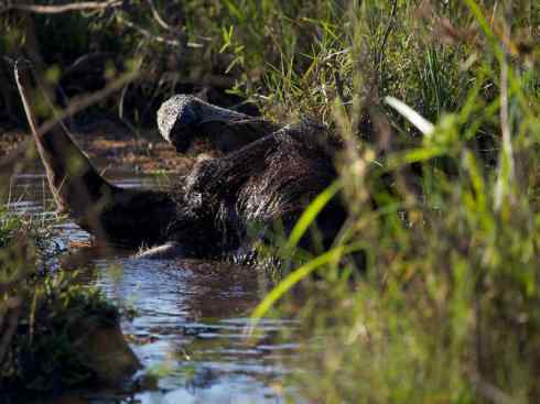 盘点十二大著名食蚁动物:食蚁兽 盘点十二大著名食蚁动物:食蚁兽