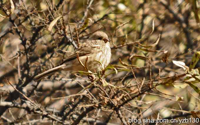 求鸟名，朱雀雌鸟？（组图）