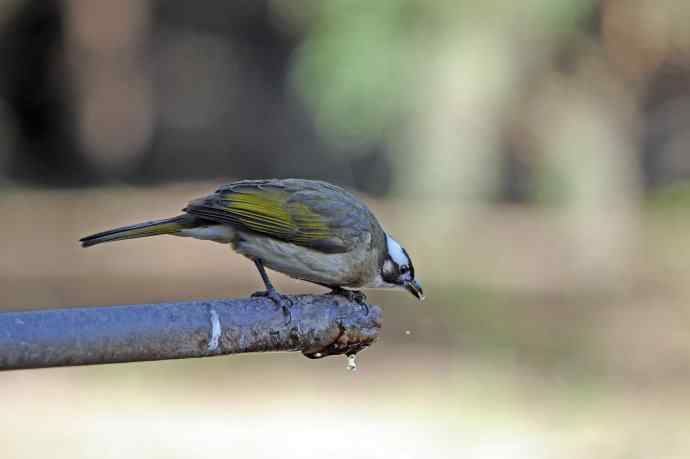 白头鹎（随拍）1