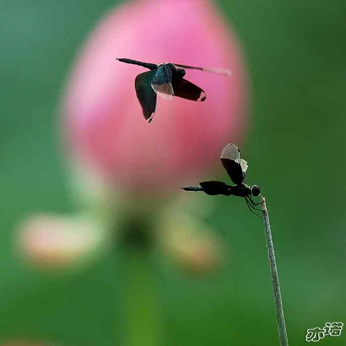 圆明园几种常见的蜻蜓