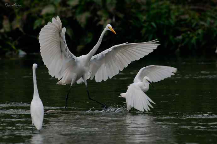白鹭弄清影 wbr翩跹在河边