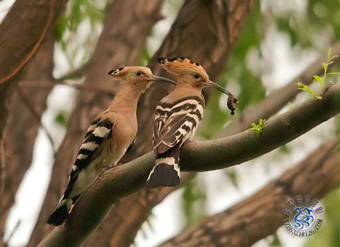 首次拍到戴胜奇观（组图，20张图片）